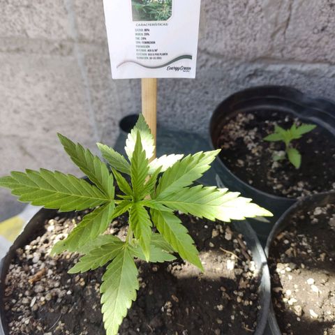 GORILLA GLUE #4 growlog timeline photo