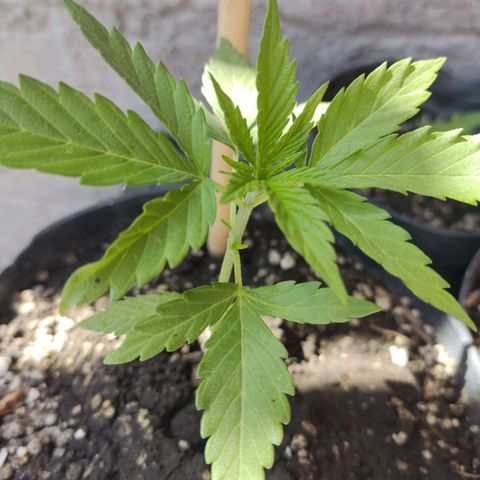 GORILLA GLUE #4 growlog timeline photo