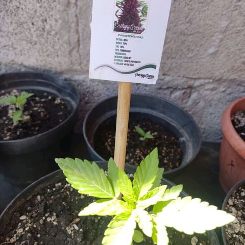 Purple Kush  growlog timeline photo