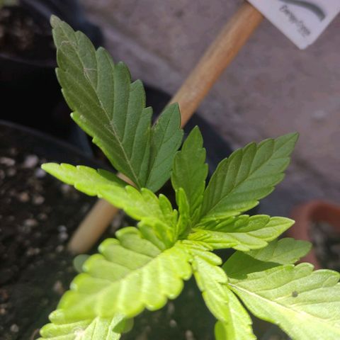 Purple Kush  growlog timeline photo