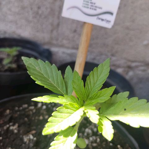 Purple Kush  growlog timeline photo
