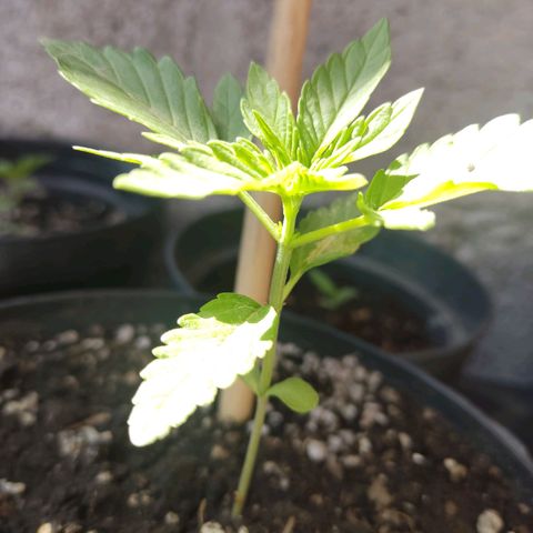 Purple Kush  growlog timeline photo
