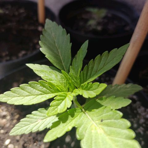 Purple Kush  growlog timeline photo