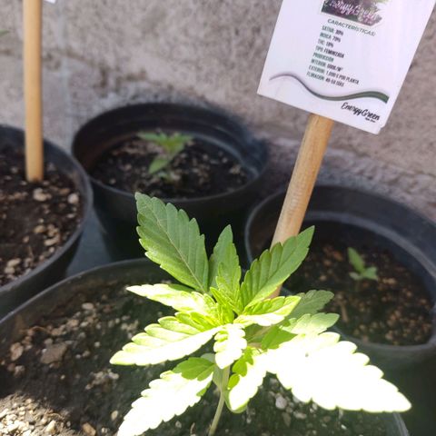 Purple Kush  growlog timeline photo