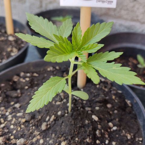 Banan punch growlog timeline photo