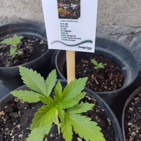 Banan punch growlog timeline photo