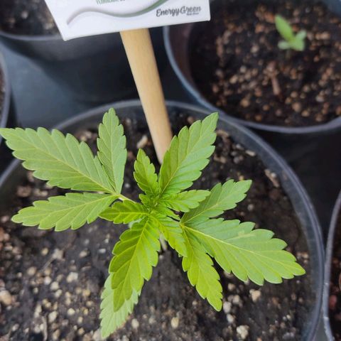 Banan punch growlog timeline photo