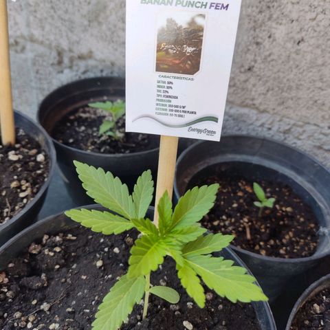 Banan punch growlog timeline photo