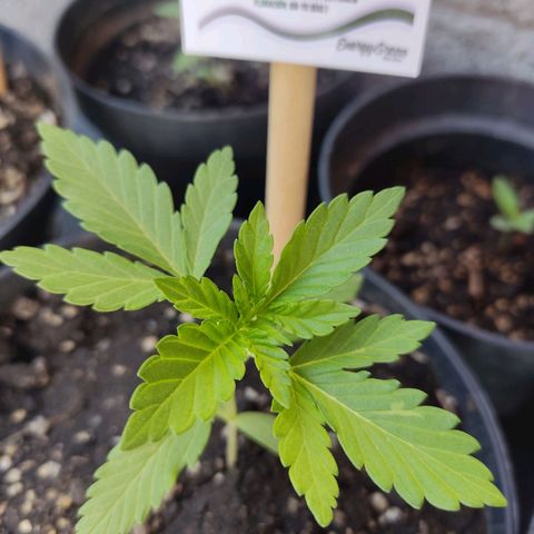 Banan punch growlog timeline photo
