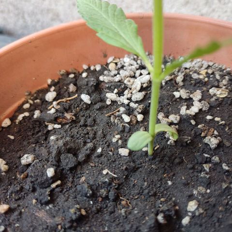 Kush semillas regulares  #1 growlog timeline photo