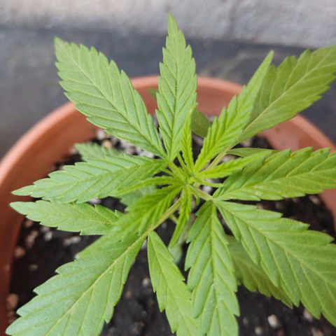 Kush semillas regulares  #1 growlog timeline photo