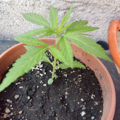 Kush semillas regulares  #1 growlog timeline photo