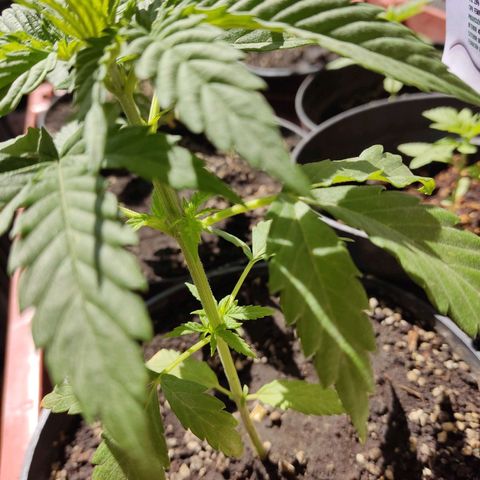 GORILLA GLUE #4 growlog timeline photo