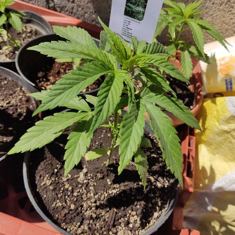 GORILLA GLUE #4 growlog timeline photo