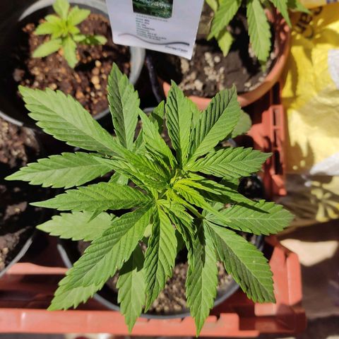 GORILLA GLUE #4 growlog timeline photo