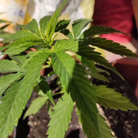 GORILLA GLUE #4 growlog timeline photo