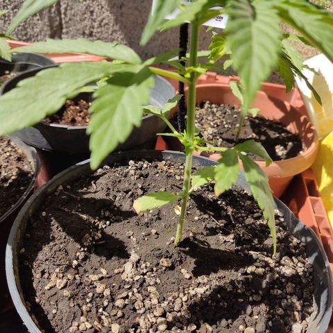 GORILLA GLUE #4 growlog timeline photo