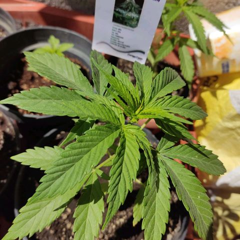 GORILLA GLUE #4 growlog timeline photo