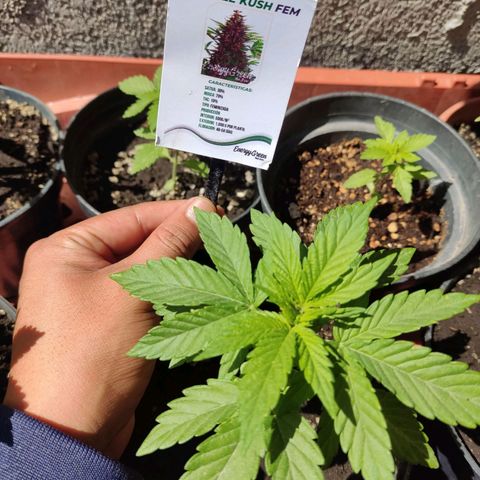 Purple Kush  growlog timeline photo