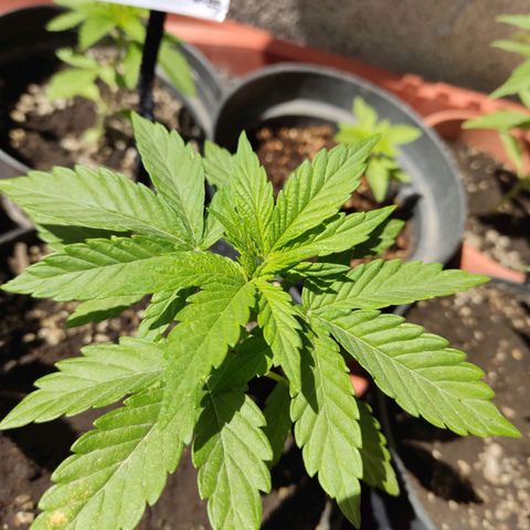 Purple Kush  growlog timeline photo