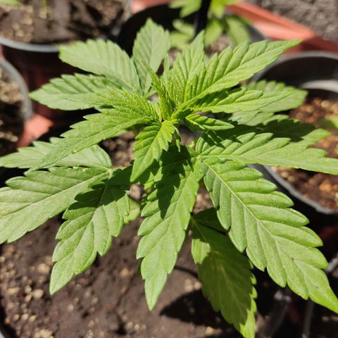 Purple Kush  growlog timeline photo