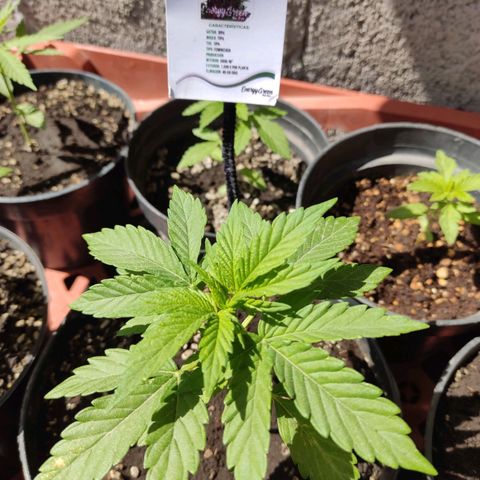 Purple Kush  growlog timeline photo
