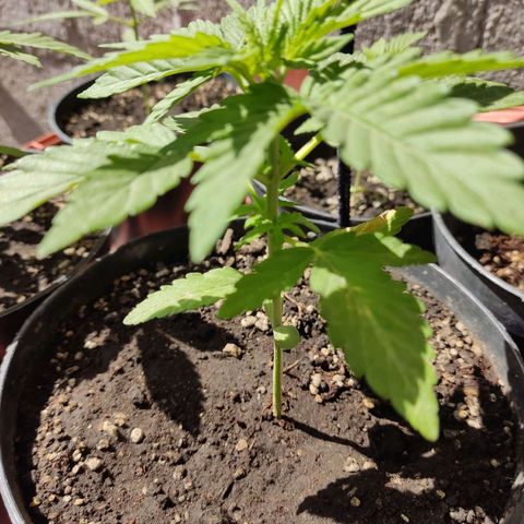 Purple Kush  growlog timeline photo