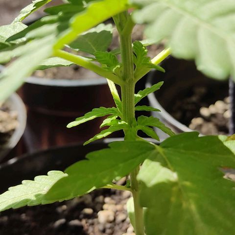 Purple Kush  growlog timeline photo