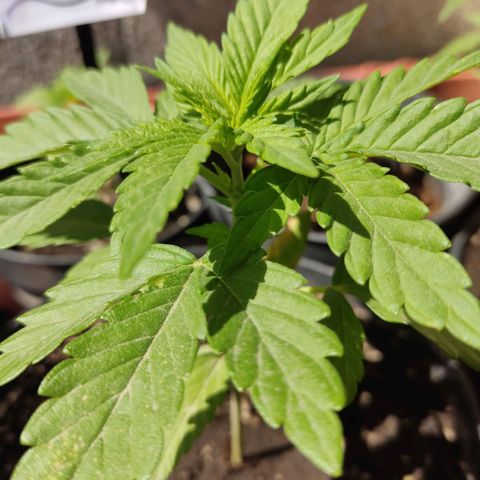 Purple Kush  growlog timeline photo