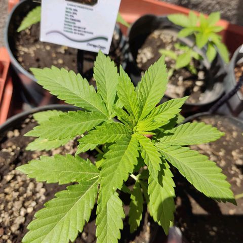 Banan punch growlog timeline photo