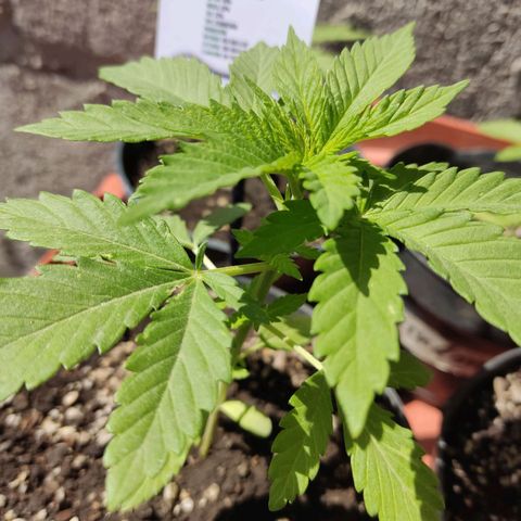 Banan punch growlog timeline photo
