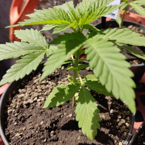 Banan punch growlog timeline photo