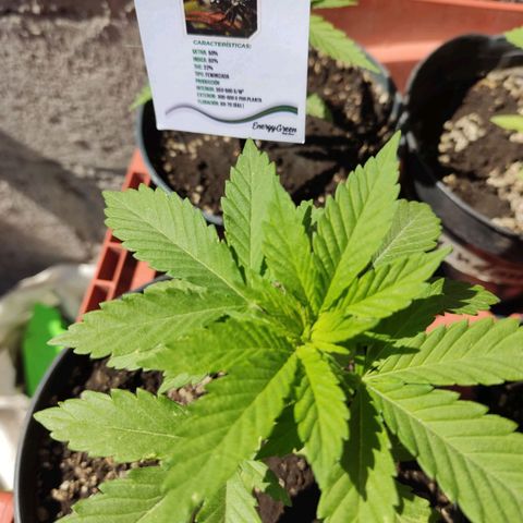 Banan punch growlog timeline photo