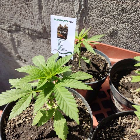 Banan punch growlog timeline photo