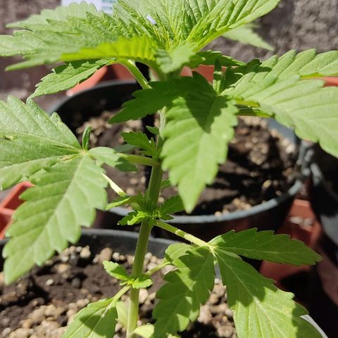 Banan punch growlog timeline photo