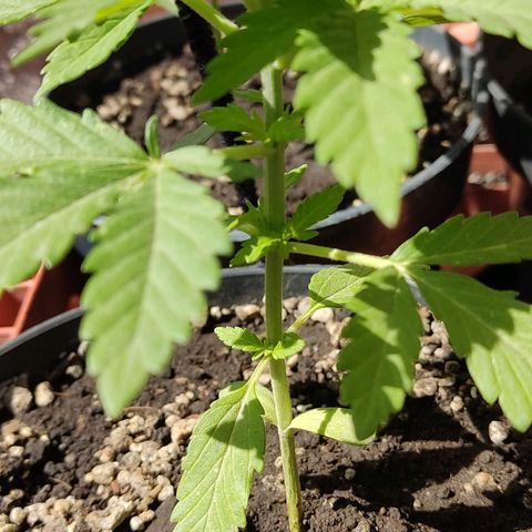 Banan punch growlog timeline photo