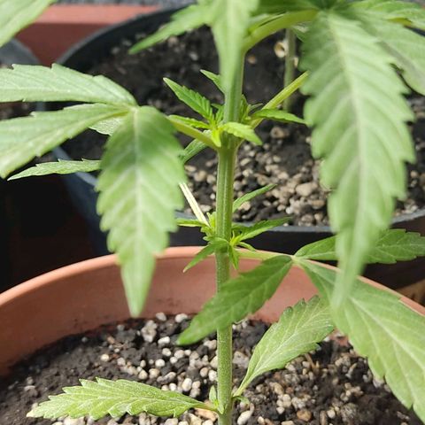 Kush semillas regulares  #1 growlog timeline photo