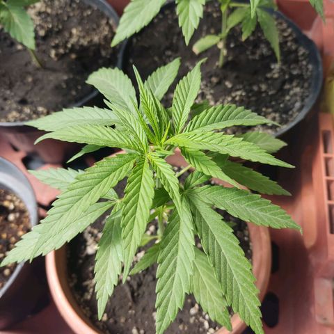 Kush semillas regulares  #1 growlog timeline photo