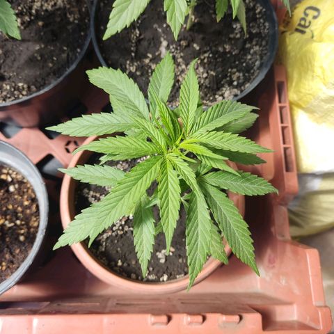 Kush semillas regulares  #1 growlog timeline photo