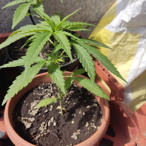 Kush semillas regulares  #1 growlog timeline photo