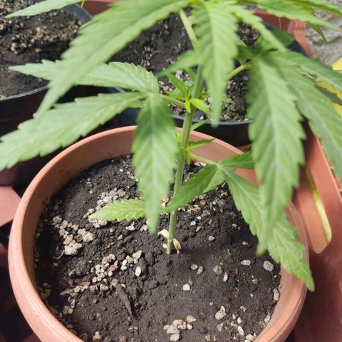 Kush semillas regulares  #1 growlog timeline photo