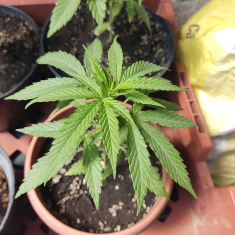 Kush semillas regulares  #1 growlog timeline photo