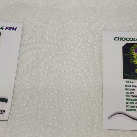Chocolope  growlog photo: Dos días antes germine está hermosa planta 