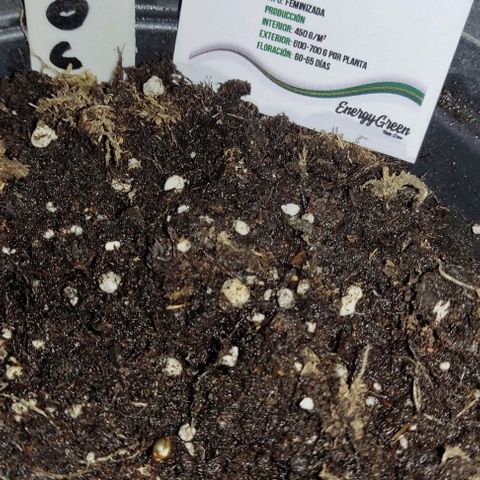 Chocolope  growlog photo: Hoy se traspaso a maceta chica esperando que se adapte rápido 