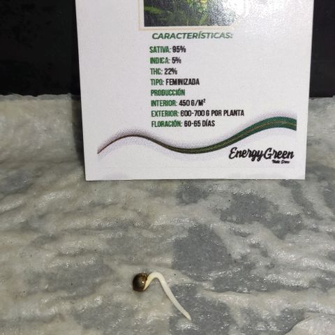 Chocolope  growlog photo: Hoy se traspaso a maceta chica esperando que se adapte rápido 