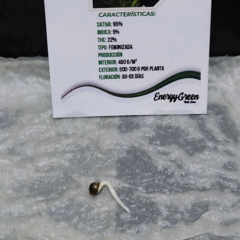 Chocolope  growlog photo: Hoy se traspaso a maceta chica esperando que se adapte rápido 