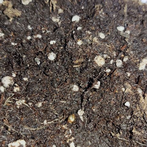 Chocolope  growlog photo: Hoy se traspaso a maceta chica esperando que se adapte rápido 