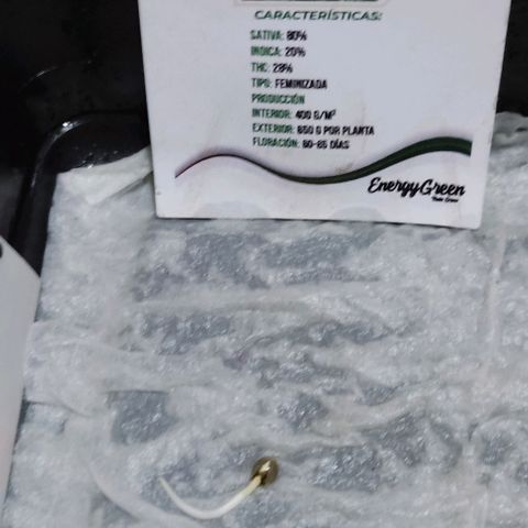 GORILLA  GLUE #4 growlog photo: Hoy se traspaso a maceta chica esperando que se adapte rápido 