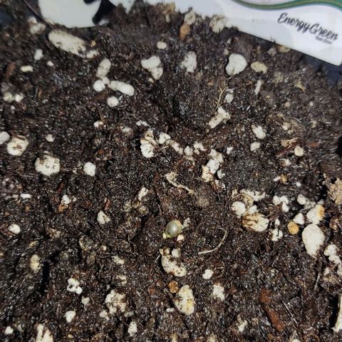GORILLA  GLUE #4 growlog photo: Hoy se traspaso a maceta chica esperando que se adapte rápido 