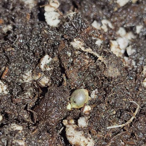 GORILLA  GLUE #4 growlog photo: Hoy se traspaso a maceta chica esperando que se adapte rápido 